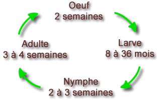 Cycle biologique de la petite vrillette - Anobium punctatum