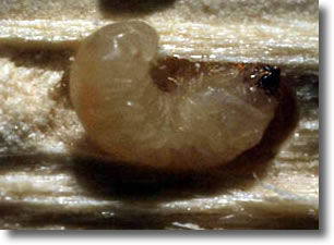 Larve de Lyctus - Insecte à larve Xylophage