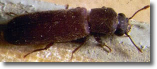 Le lyctus - insecte à larve xylophage
